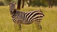 zebra bezhřívá  Kidepo Valley foto Luboš Melichar